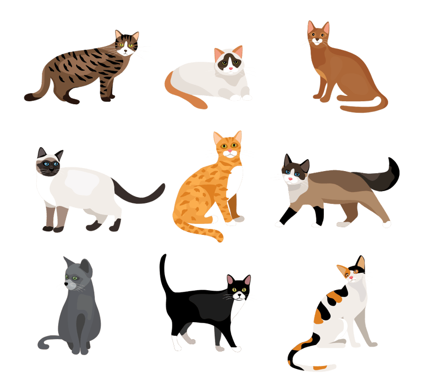 Assortment of Cat Breeds
